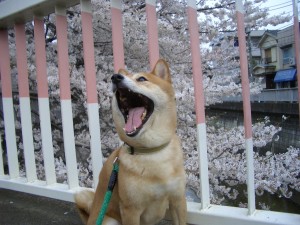 桜　柴犬