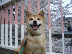 桜　柴犬